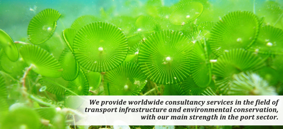 We provide worldwide consultancy services in the field of transport infrastructure and environmental conservation, with our mainstrength in the port sector and marine environment.